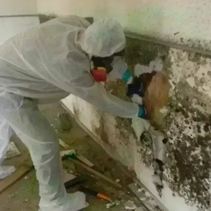 Mold Remediation and Removal in Seneca, IL